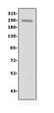 Collagen Type IV Alpha 1 Chain antibody, PB9099, Boster Biological Technology, Western Blot image 