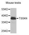 Testis Specific Serine Kinase 4 antibody, PA5-76291, Invitrogen Antibodies, Western Blot image 