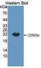 Interleukin 18 antibody, MBS2026569, MyBioSource, Western Blot image 