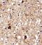 Small EDRK-Rich Factor 1B antibody, NBP1-78392, Novus Biologicals, Immunohistochemistry frozen image 