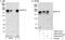 Kinesin Family Member 14 antibody, A300-912A, Bethyl Labs, Western Blot image 