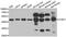 Kynurenine Aminotransferase 1 antibody, A12621, Boster Biological Technology, Western Blot image 