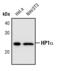 Chromobox 5 antibody, PA5-17441, Invitrogen Antibodies, Western Blot image 