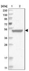 RUN And SH3 Domain Containing 1 antibody, NBP1-81004, Novus Biologicals, Western Blot image 