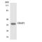 Olfactory Receptor Family 6 Subfamily P Member 1 antibody, LS-C200418, Lifespan Biosciences, Western Blot image 