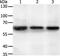 Syntaxin Binding Protein 2 antibody, PA5-50281, Invitrogen Antibodies, Western Blot image 