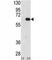 Autocrine Motility Factor Receptor antibody, F40060-0.4ML, NSJ Bioreagents, Western Blot image 