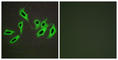 Serpin Family D Member 1 antibody, abx013361, Abbexa, Western Blot image 