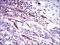 CD59 Molecule (CD59 Blood Group) antibody, GTX60658, GeneTex, Immunohistochemistry paraffin image 