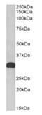 EMB antibody, orb99052, Biorbyt, Western Blot image 
