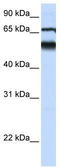 ATL3 antibody, TA341980, Origene, Western Blot image 