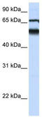 Atlastin GTPase 3 antibody, TA341980, Origene, Western Blot image 