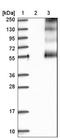 Solute Carrier Family 5 Member 6 antibody, NBP1-87021, Novus Biologicals, Western Blot image 