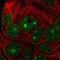 Nucleolar Pre-RRNA Processing Protein NIP7 antibody, HPA040856, Atlas Antibodies, Immunofluorescence image 