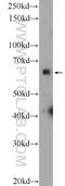 Synapsin antibody, 16573-1-AP, Proteintech Group, Western Blot image 