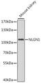 Neuroligin 1 antibody, 16-431, ProSci, Western Blot image 