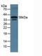 Dickkopf WNT Signaling Pathway Inhibitor 3 antibody, MBS2027584, MyBioSource, Western Blot image 