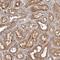 Coenzyme Q8B antibody, HPA027229, Atlas Antibodies, Immunohistochemistry paraffin image 