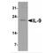 Interleukin 9 antibody, MBS153497, MyBioSource, Western Blot image 