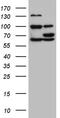 Glyceronephosphate O-Acyltransferase antibody, TA811140, Origene, Western Blot image 