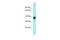 Olfactory receptor 329 antibody, PA5-70456, Invitrogen Antibodies, Western Blot image 