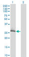 Chloride Intracellular Channel 1 antibody, LS-B4303, Lifespan Biosciences, Western Blot image 