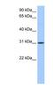 HUS1 Checkpoint Clamp Component B antibody, NBP1-54582, Novus Biologicals, Western Blot image 