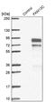 Family With Sequence Similarity 13 Member C antibody, PA5-58152, Invitrogen Antibodies, Western Blot image 