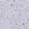 S100 Calcium Binding Protein A16 antibody, HPA045841, Atlas Antibodies, Immunohistochemistry frozen image 