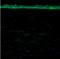 Aldehyde Dehydrogenase 3 Family Member A1 antibody, orb331064, Biorbyt, Immunohistochemistry paraffin image 