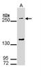 Hensin antibody, NBP1-32891, Novus Biologicals, Western Blot image 