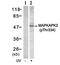 MAPK Activated Protein Kinase 2 antibody, orb14977, Biorbyt, Immunofluorescence image 