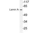 Lamin A/C antibody, LS-C177805, Lifespan Biosciences, Western Blot image 