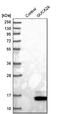 Guanylate Cyclase Activator 2A antibody, NBP1-89724, Novus Biologicals, Western Blot image 