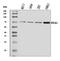 Autophagy Related 16 Like 1 antibody, A00526-3, Boster Biological Technology, Western Blot image 