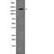 TSC Complex Subunit 2 antibody, abx219151, Abbexa, Western Blot image 