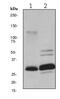 Heme Oxygenase 1 antibody, ab68477, Abcam, Western Blot image 