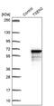 TRNA Splicing Endonuclease Subunit 2 antibody, PA5-55562, Invitrogen Antibodies, Western Blot image 