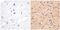 Neurofilament Medium antibody, 34-1000, Invitrogen Antibodies, Immunohistochemistry paraffin image 