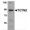 Tectonic Family Member 2 antibody, MBS150397, MyBioSource, Western Blot image 