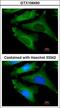 Interleukin 1 Receptor Antagonist antibody, LS-C185816, Lifespan Biosciences, Immunocytochemistry image 