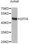 DNA Fragmentation Factor Subunit Alpha antibody, LS-C747531, Lifespan Biosciences, Western Blot image 