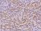 Torsin-1A-interacting protein 2 antibody, 204947-T08, Sino Biological, Immunohistochemistry paraffin image 