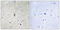 3-phosphoinositide-dependent protein kinase 1 antibody, LS-C199426, Lifespan Biosciences, Immunohistochemistry frozen image 