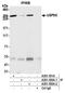 Ubiquitin Specific Peptidase 9 X-Linked antibody, A301-350A, Bethyl Labs, Immunoprecipitation image 