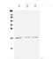 X-C Motif Chemokine Ligand 1 antibody, A04548, Boster Biological Technology, Western Blot image 