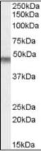 Potassium Voltage-Gated Channel Subfamily J Member 11 antibody, orb88779, Biorbyt, Western Blot image 