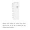 Poly(ADP-Ribose) Polymerase 1 antibody, abx011007, Abbexa, Western Blot image 