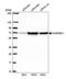 KH RNA Binding Domain Containing, Signal Transduction Associated 1 antibody, PA5-62364, Invitrogen Antibodies, Western Blot image 