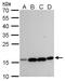 Mitochondrial Ribosomal Protein L42 antibody, PA5-78482, Invitrogen Antibodies, Western Blot image 